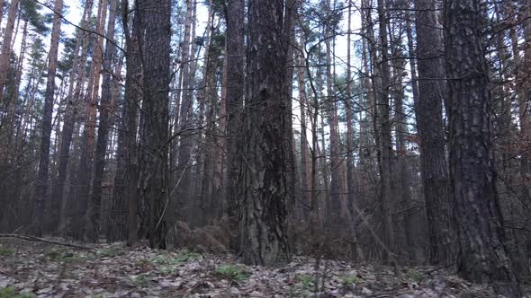 Trees in a Pine Forest During the Day Aerial View