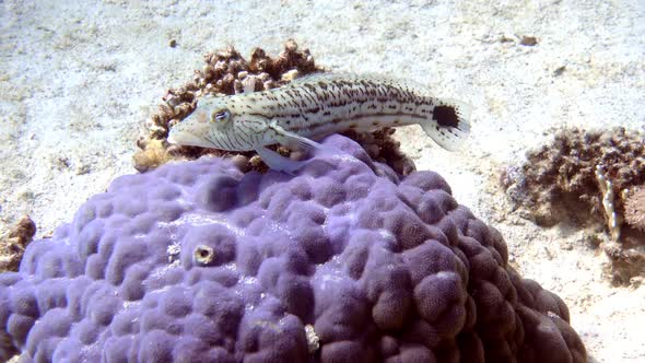 Sand Lizardfish (Synodus Intermedius) over sandy ocean bed near coral reef.