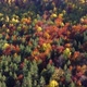 Aerial view of autumn day with beautiful vibrant colorful leaves in the trees. Background. - VideoHive Item for Sale
