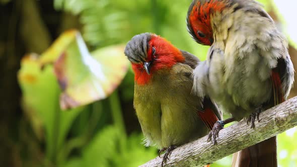 Scarlet-faced liocichla couple sitting in tree grooming and preening