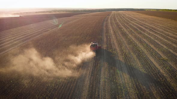 Aerial View Combine Is Working in the Field. Harvester Is Cutting Ripe, Dry Sunflowers. Beautiful