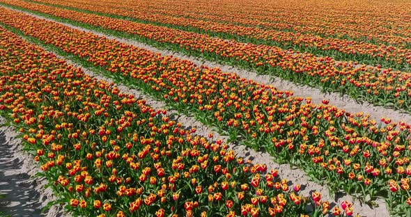 Rows of Orange striped variegated Tulips in Flevoland The Netherlands, Aerial view.