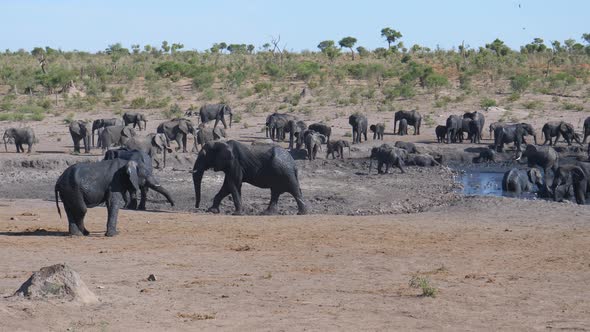 Herd of African Bush elephants in and around a muddy waterhole