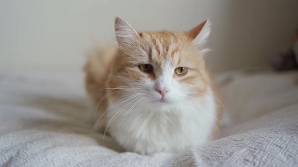 Beautiful Red with White Fluffy Cat Lies on a White Blanket and Looks at the Camera