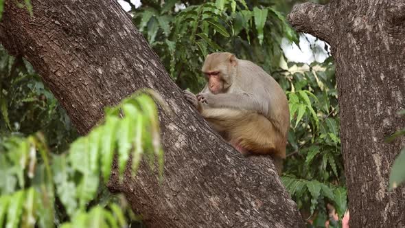 Rhesus Macaque Macaca Mulatta Is One of the Best-known Species of Old World Monkeys