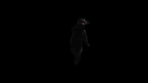 Panther Dancing HD