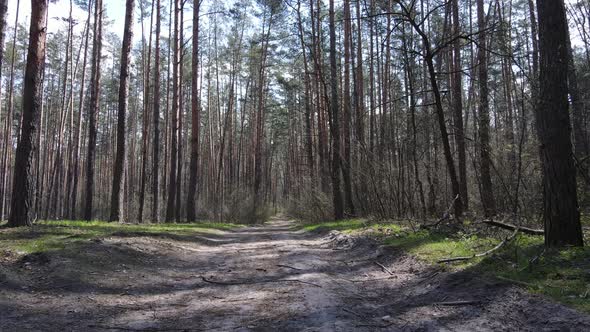 Road in the Forest During the Day Slow Motion