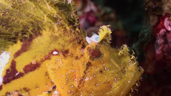 Yellow Leaf Scorpionfish (Taenianotus triacanthus) super close up on tropical coral reef