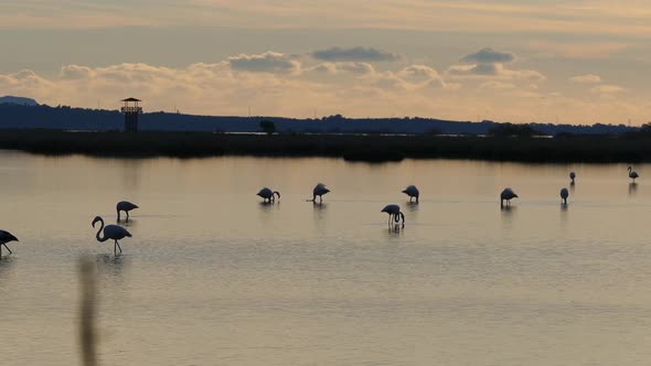 Flamingos during sunset in a lake 