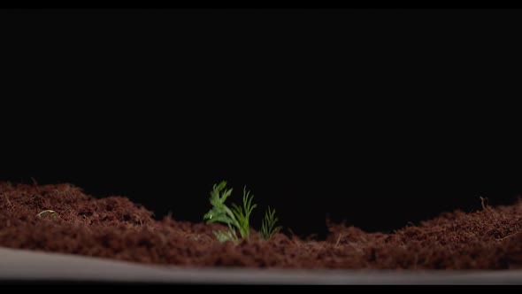Dill Sprouts Through the Soil