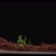 Dill Sprouts Through the Soil - VideoHive Item for Sale
