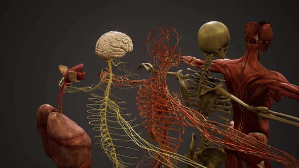 Animated 3D Human Anatomy Illustration alt