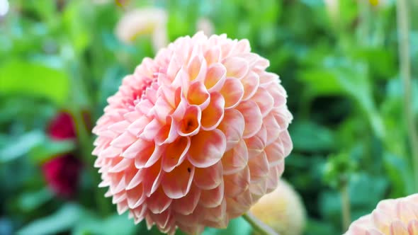 Beige Dahlias  On A Beautiful Blurred Background 