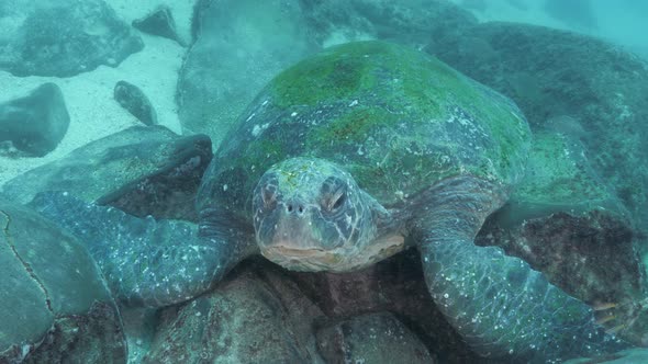 A large Green Sea turtle sleeping underwater on rocks while slowlying its head around
