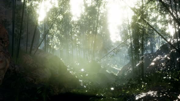 Lush Green Leaves of Bamboo Near the Shore of a Pond with Stones alt