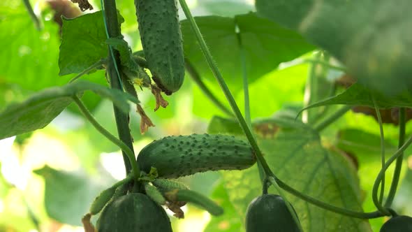 Ripe Organic Cucumbers Growing at Greenhouse