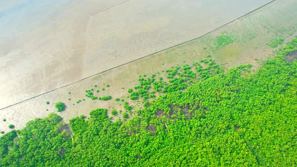 Aerial view from a drone flying over a mangrove forest at low tide