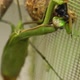 2021.10.21_3 Ordinary mantis (lat. Mantis Religiosa) eats blue meat flies. - VideoHive Item for Sale