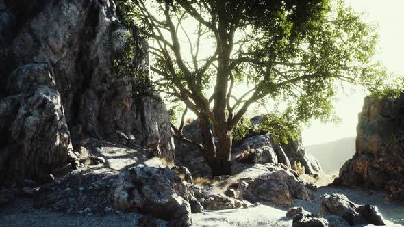 View of Lonely Tree at Rocky Cliff