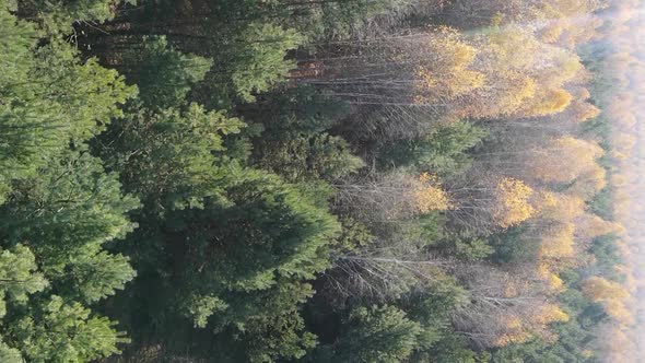 Vertical Video of an Autumn Forest During the Day in Ukraine