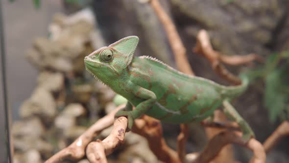 Close Up Side View of Colourful Veiled Chameleon a Branch