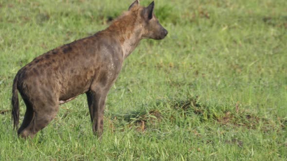 Male spotted hyena walking around