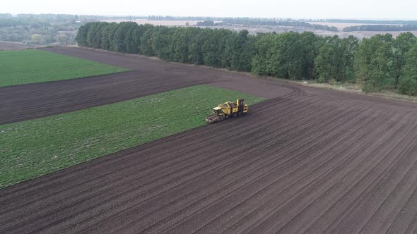 Special Agricultural Machinery Collects Beet on the Field