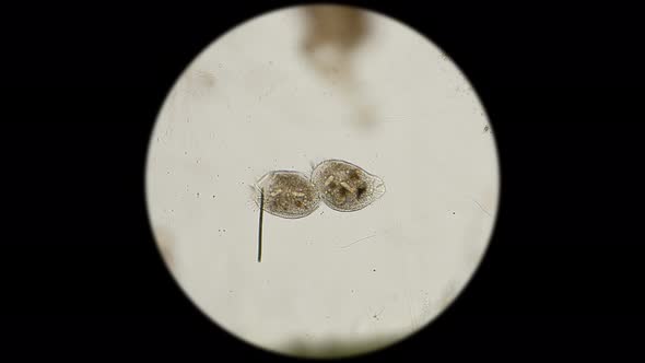 Two Ciliate Infusoria 