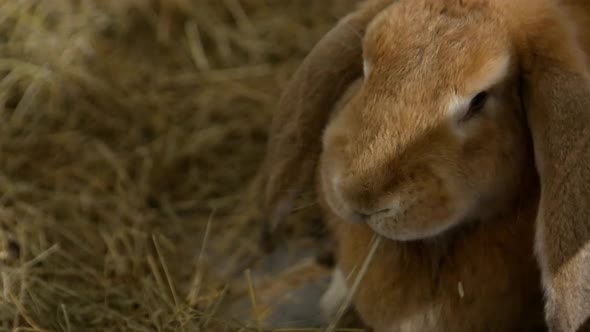 Rabbit Breed Ram Large Gray Rabbit Old Rabbit