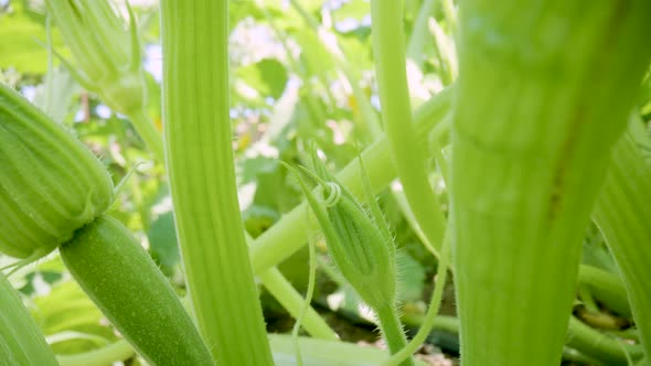 Green Zucchini Bushes with Young Fruits Stems and Leaves