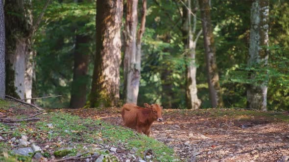 Wild brown cow standing in the forest