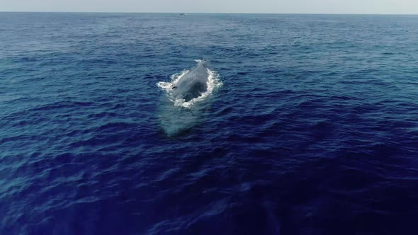 Drone Shot Of Whale In The Water Blow Hole