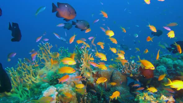 Underwater Tropical Fishes and Grouper Fish