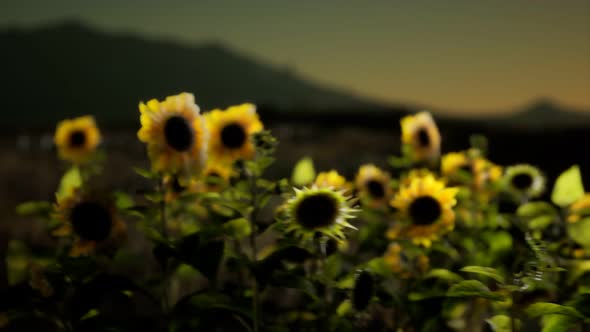 Sunflower Field on a Warm Summer Evening