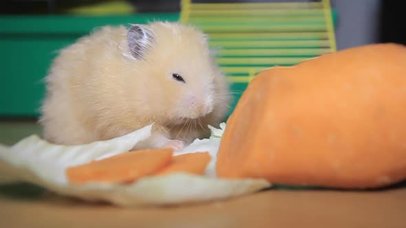 Hamster Eats Carrots