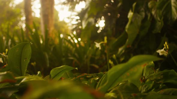 Tracking footage of forest undergrowth