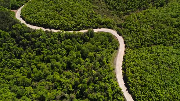 Road With Trees