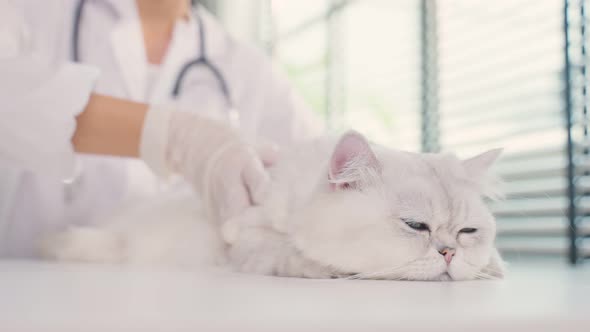 Asian veterinarian examine cat during appointment in veterinary pet hospital.