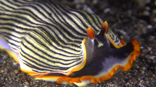 Striped Nudibranch close up crawling over coral reef