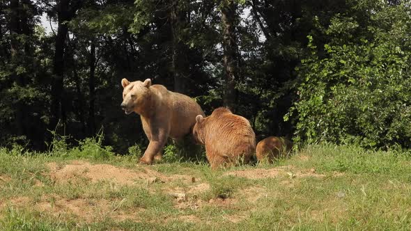 Real Wild Brown Bears In Natural Habitat Among The Trees In The Forest