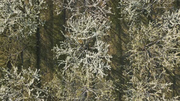 Aerial Photo of Rows of Blooming Cherry Trees in Northern California