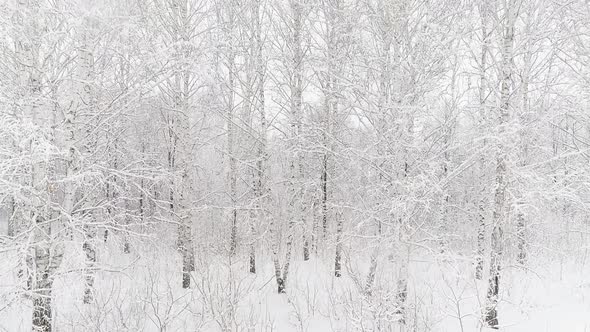 Aerial Video of a Winter Forest