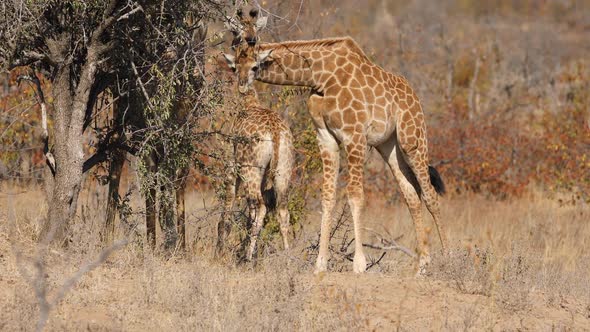 Giraffe Feeding On A Tree - Kruger National Park