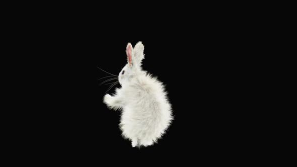 Rabbit Dancing HD