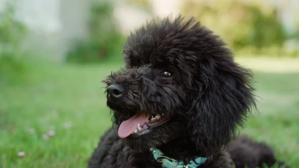 Black Poodle Lying on the Grass