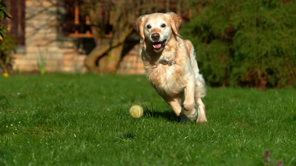 Super Slow Motion Shot of Golden Retriever Running Towards Camera at 1000Fps