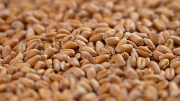 Grains of Ukrainian wheat close-up. Concept of hunger due to food supply crisis