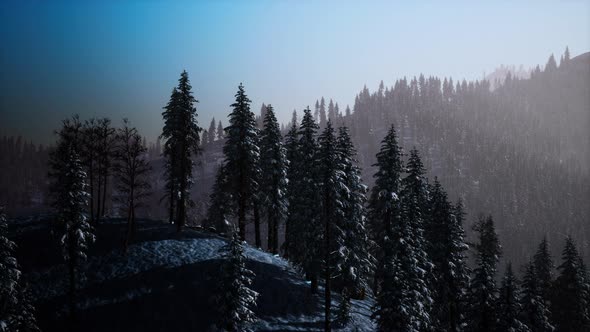 Morning Winter Forest in Carpathian Mountains