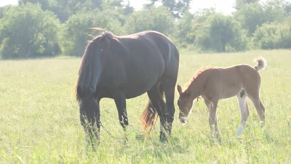 Mare and Foal Graze on Pasture on a Sunny Summer Day
