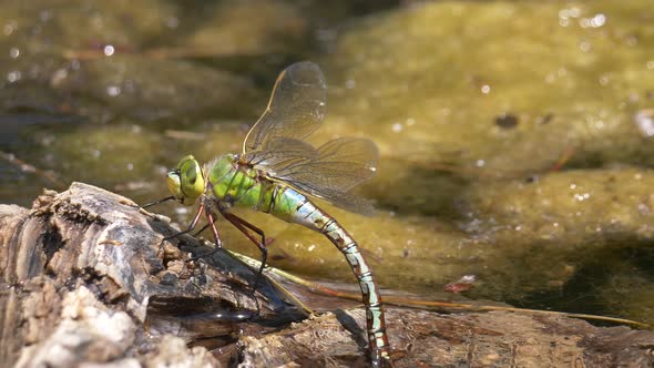 Macro shot of wild dragonfly resting on wooden log beside natural pond and cooling during hot summer